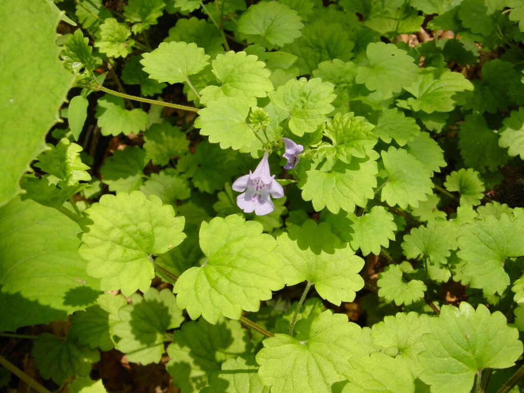 シソみたいな葉っぱの雑草は何ですか？