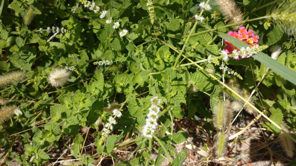 ミント 似た雑草への対策と注意点