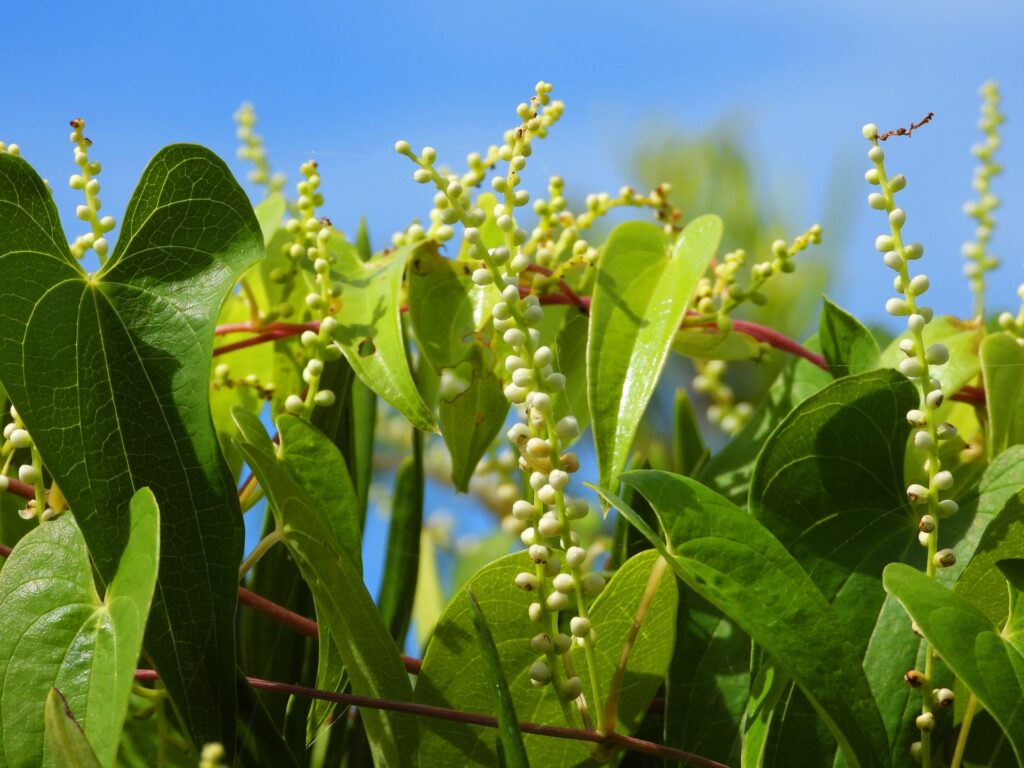 山芋が植えっぱなしでも育つ理由とは